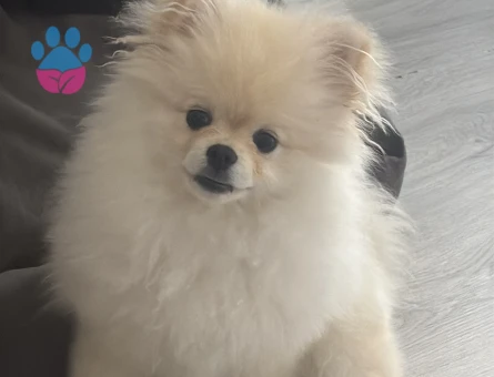 Poseidon eş arıyor