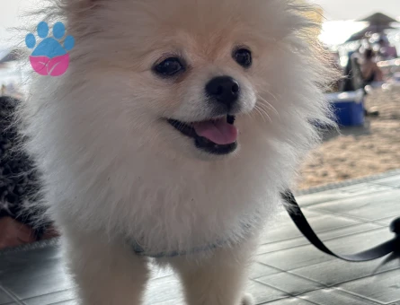 Poseidon eş arıyor