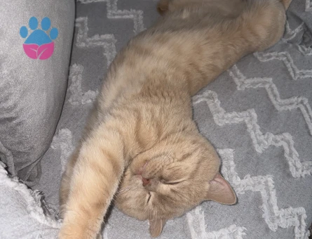British Shorthair Çikoma Eş Arıyorum - Görsel 2