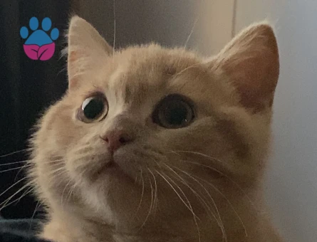 British Shorthair Çikoma Eş Arıyorum - Görsel 3