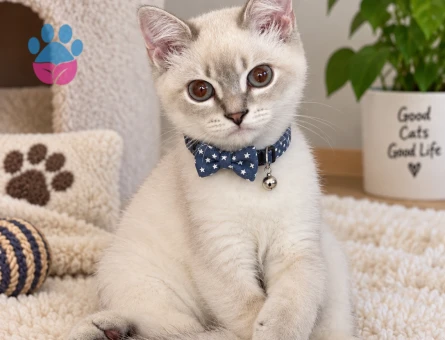 izmir british shorthair blue point erkek - Görsel 2