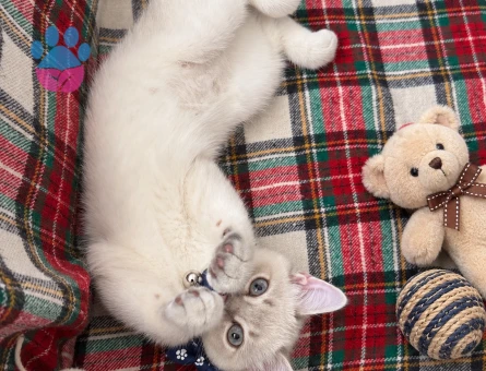 izmir british shorthair blue point erkek - Görsel 3