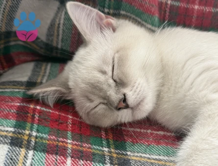 izmir british shorthair blue point erkek - Görsel 4