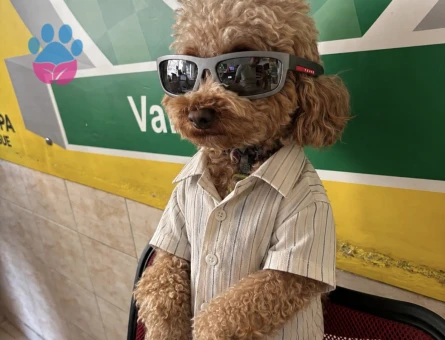 Erkek toy poodle dişi arıyoruz - Görsel 2