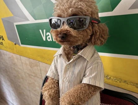 Erkek toy poodle dişi arıyoruz - 118985095