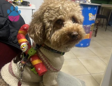 Erkek toy poodle dişi arıyoruz - Görsel 3