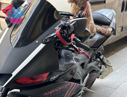 Erkek toy poodle dişi arıyoruz - Görsel 4