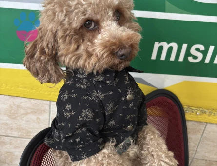 Erkek toy poodle dişi arıyoruz - Görsel 5