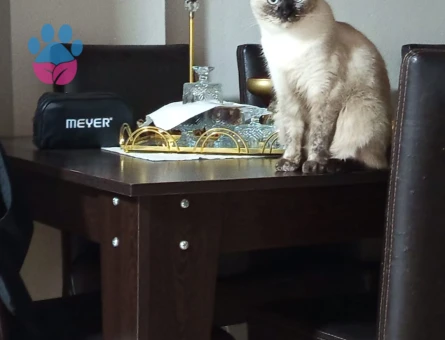 British Shorthair 1,5 Yaşında Dişi Kızgınlıkta - Görsel 2