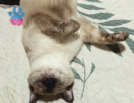 British Shorthair 1,5 Yaşında Dişi Kızgınlıkta - Görsel 3