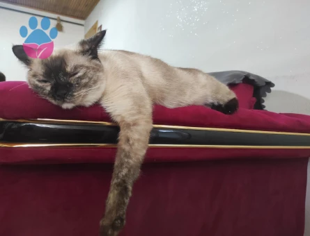 British Shorthair 1,5 Yaşında Dişi Kızgınlıkta - Görsel 4