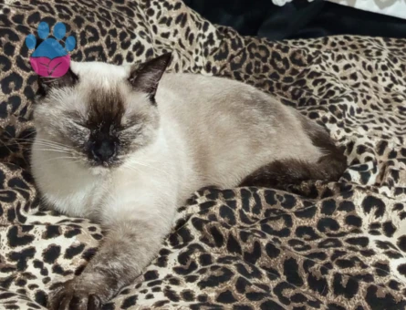 British Shorthair 1,5 Yaşında Dişi Kızgınlıkta - Görsel 5