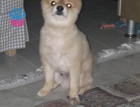 Pomeranian Boo 4 Yaşında Erkek Kızgınlıkta - 118985098