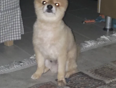 Pomeranian Boo 4 Yaşında Erkek Kızgınlıkta - 118985098