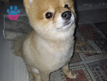 Pomeranian Boo 4 Yaşında Erkek Kızgınlıkta - Görsel 3