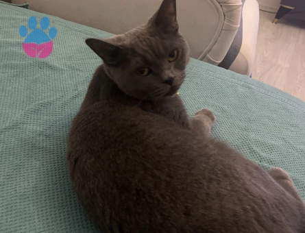 Dişi kedimize British Shorthair eş arıyorum - 118985099