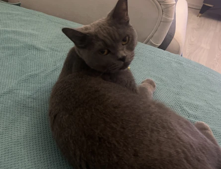 Dişi kedimize British Shorthair eş arıyorum - 118985099