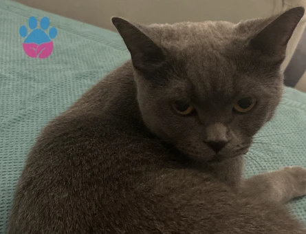 Dişi kedimize British Shorthair eş arıyorum - Görsel 3