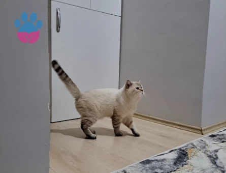 British bleu poınt erkek 3 yaşında eş arıyor