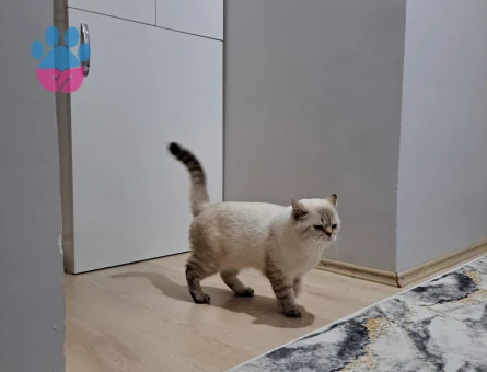 British bleu poınt erkek 3 yaşında eş arıyor