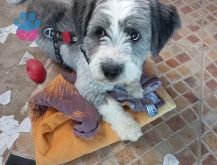 carlosa dişi eş arıyoruzz