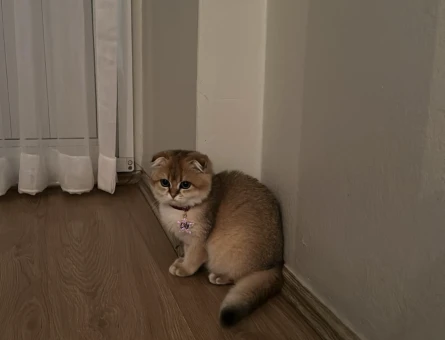 SCOTTİSH GOLDEN KEDİME EŞ ARIYORUZ - 118980137