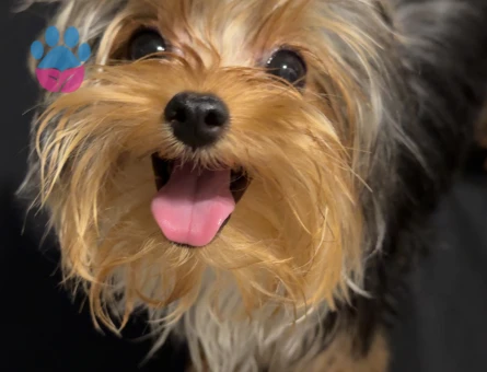 Teacup Yorkshire Terrier oğluma eş arıyoruz