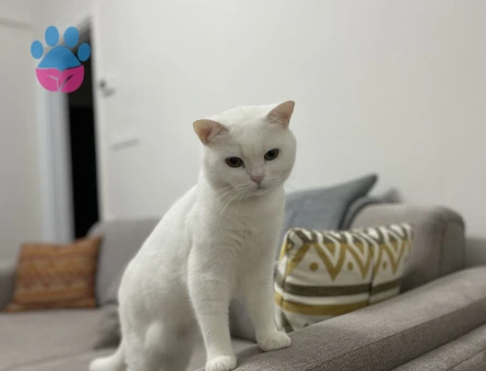 Beyaz British Shorthair 1 Yaşında Eş Arıyor