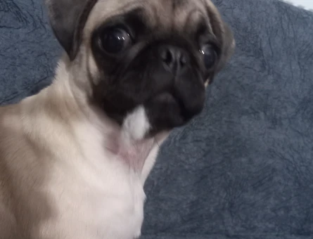 Cookie - 118972574