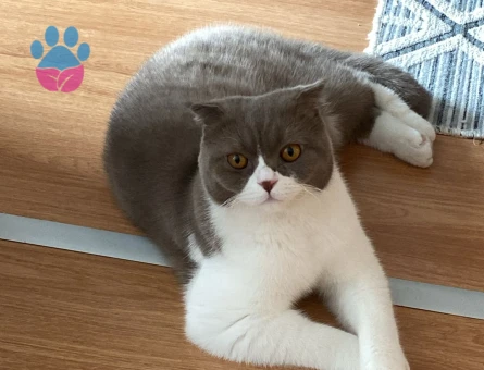 Çitosuma eş arıyorum