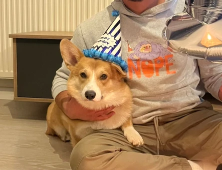 Erkek Corgi - 118972578