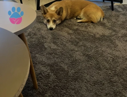 Erkek Corgi
