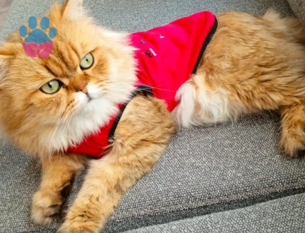 Tekirdağ iran kedisi erkek 2 yaşında