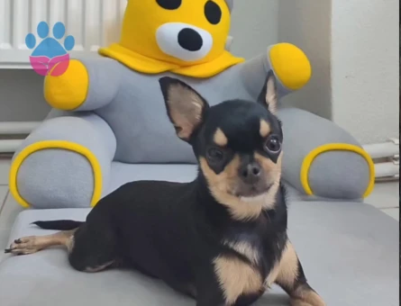 Kızıma Küçük Numara Eş Arıyorum