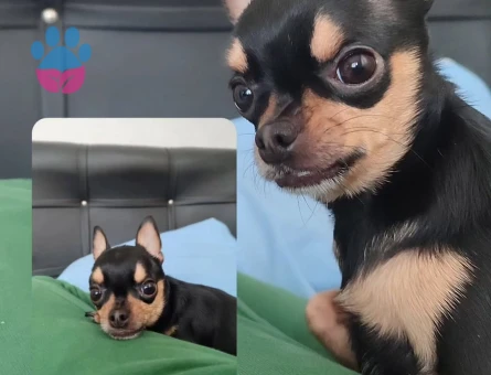 Kızıma Küçük Numara Eş Arıyorum