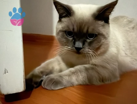 Babası scottishti kendisi britirsh colourpoint