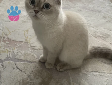 Scottish Fold Dişi Kedime Eş Arıyorum