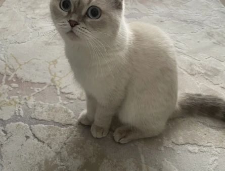 Scottish Fold Dişi Kedime Eş Arıyorum - 118980599