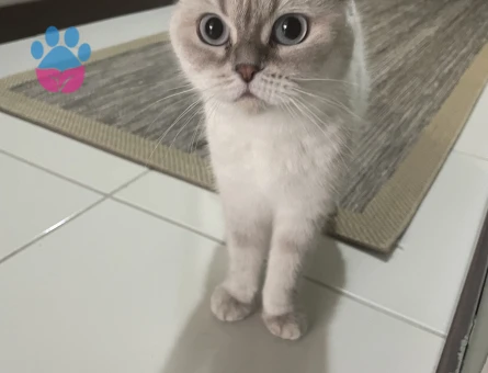 Scottish Fold Dişi Kedime Eş Arıyorum