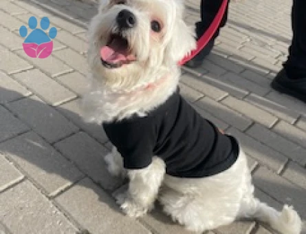 Maltese oğlumuza dişi köpek