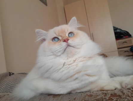 British Longhair 2 Yaşında Eş Arıyorum - 118980601