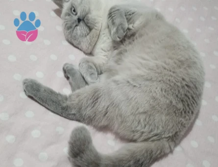 British Shorthair Sütlaç 1 yaşında