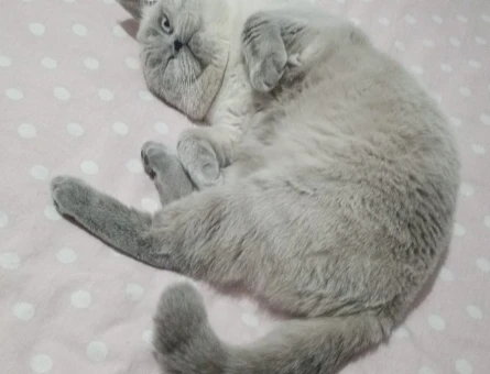 British Shorthair Sütlaç 1 yaşında - 118980605