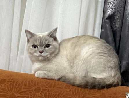 British Shorthair Mila Eş Arıyor - 118980606