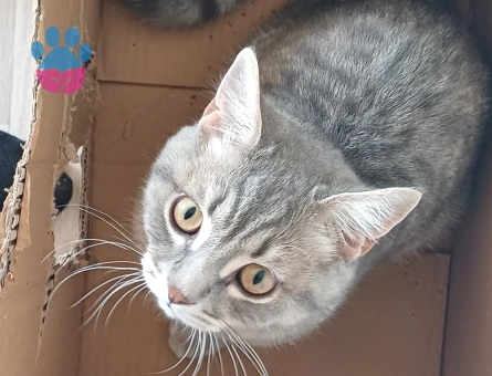 Oğluşumuz için prenses arıyoruz