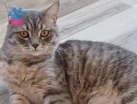 Oğluşumuz için prenses arıyoruz