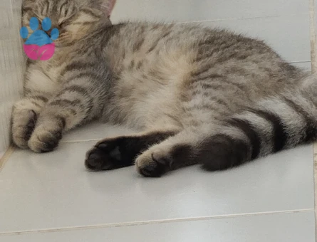 Kedimize eş arıyorum