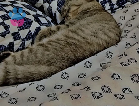 Kedimize eş arıyorum