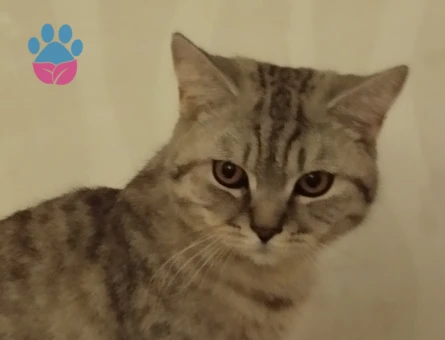 Kedimize eş arıyorum