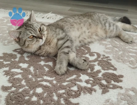 Kedimize eş arıyorum